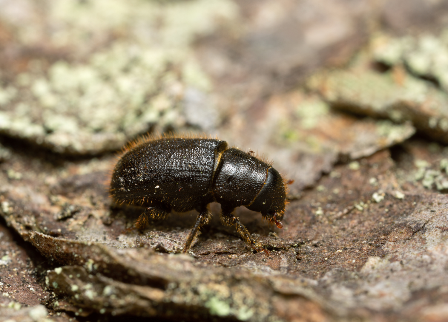 Fir beetle